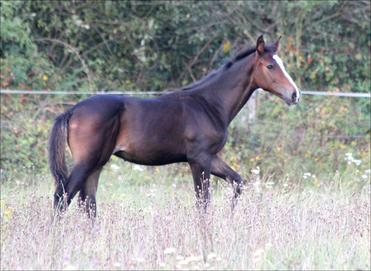 FOAL EXCEL ORIGINES - QUEL HOMME DE HUS -MERE ISO141