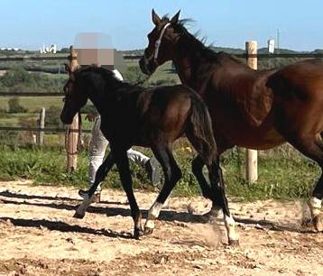 FOAL EXCEL ORIGINES - QUEL HOMME DE HUS -MERE ISO141
