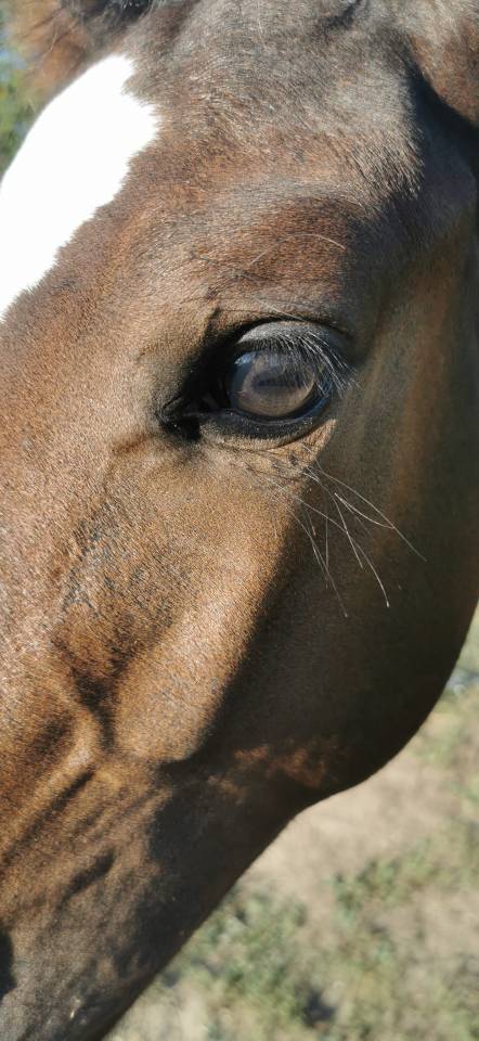 FOAL EXCEL ORIGINES - QUEL HOMME DE HUS -MERE ISO141