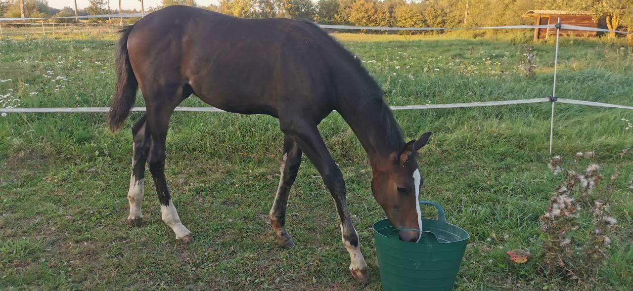 FOAL EXCEL ORIGINES - QUEL HOMME DE HUS -MERE ISO141