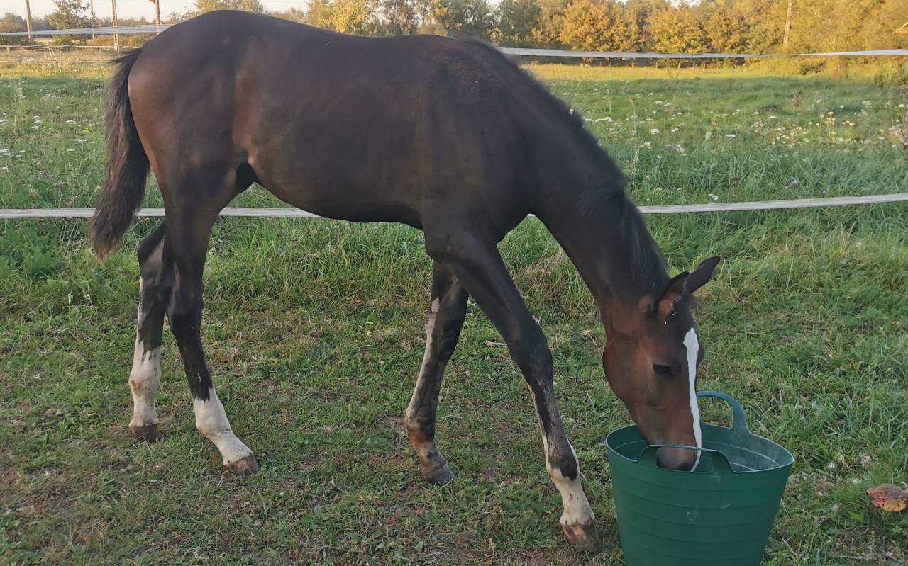 FOAL EXCEL ORIGINES - QUEL HOMME DE HUS -MERE ISO141