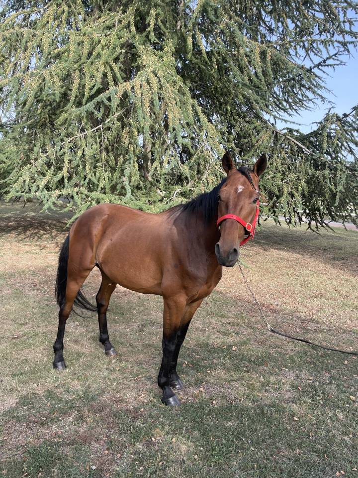 CHEVAL TROTTEUR FRANCAIS : IGOR STAR