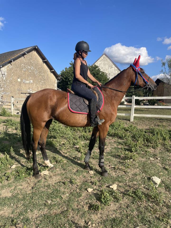 CHEVAL TROTTEUR FRANCAIS : FALBALA D'IRAI