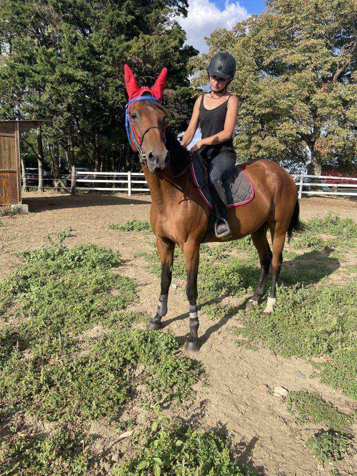 CHEVAL TROTTEUR FRANCAIS : FALBALA D'IRAI