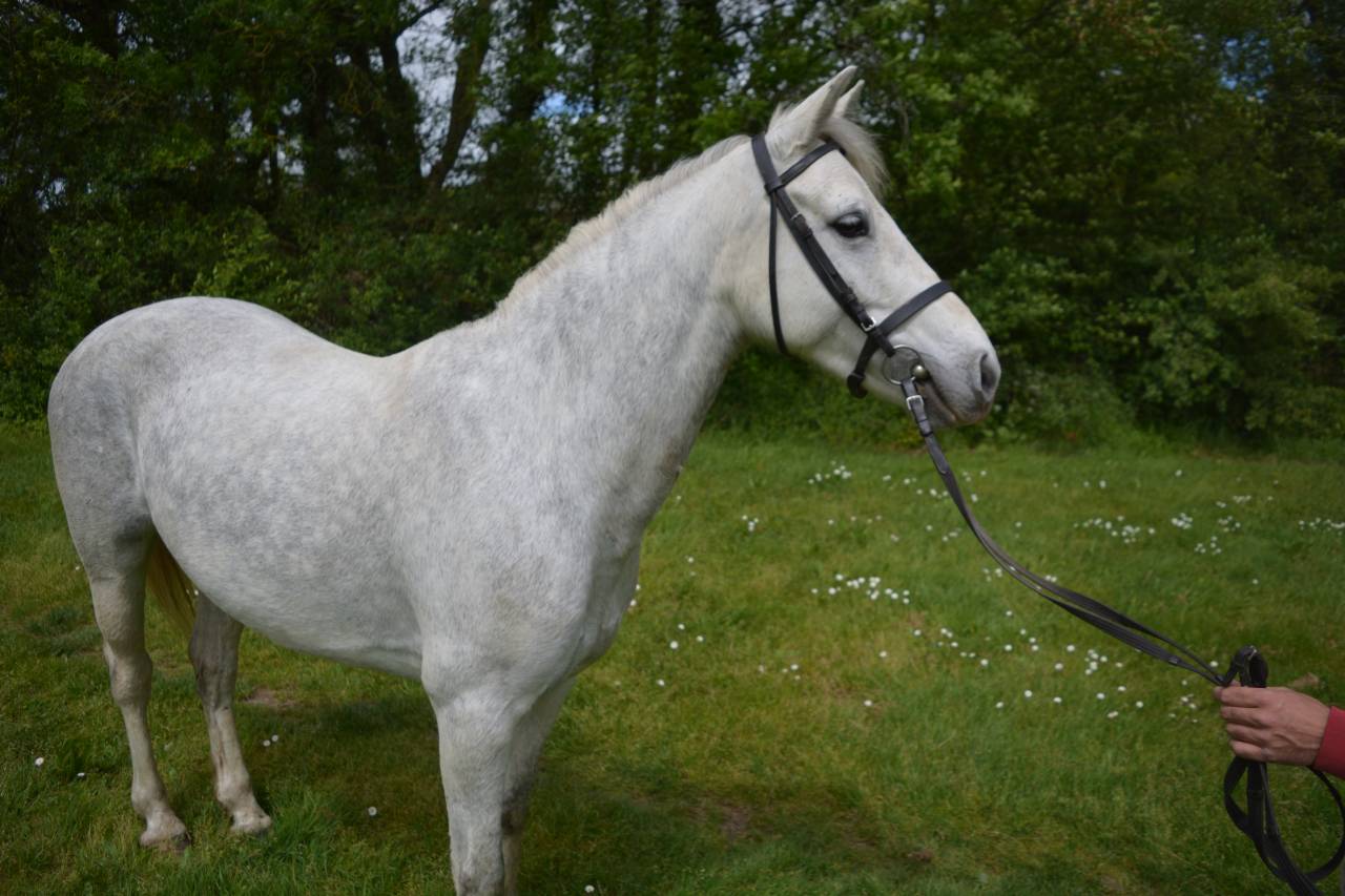 PONETTE 6 ANS 