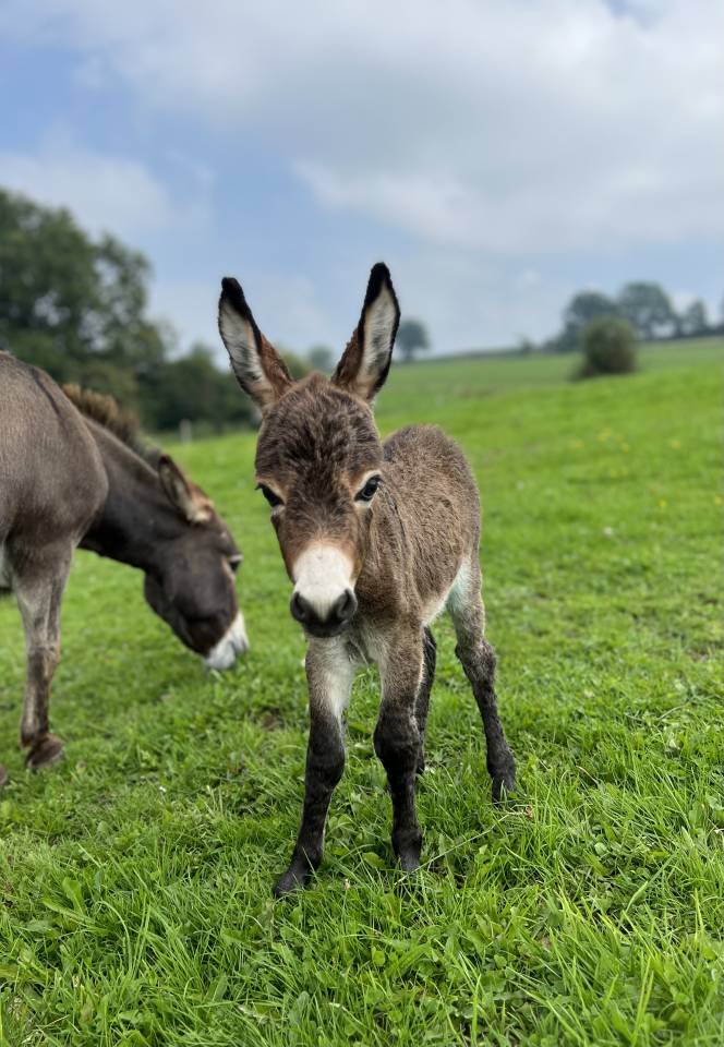 Anons miniatures et micro miniatures à réserver pr 2025