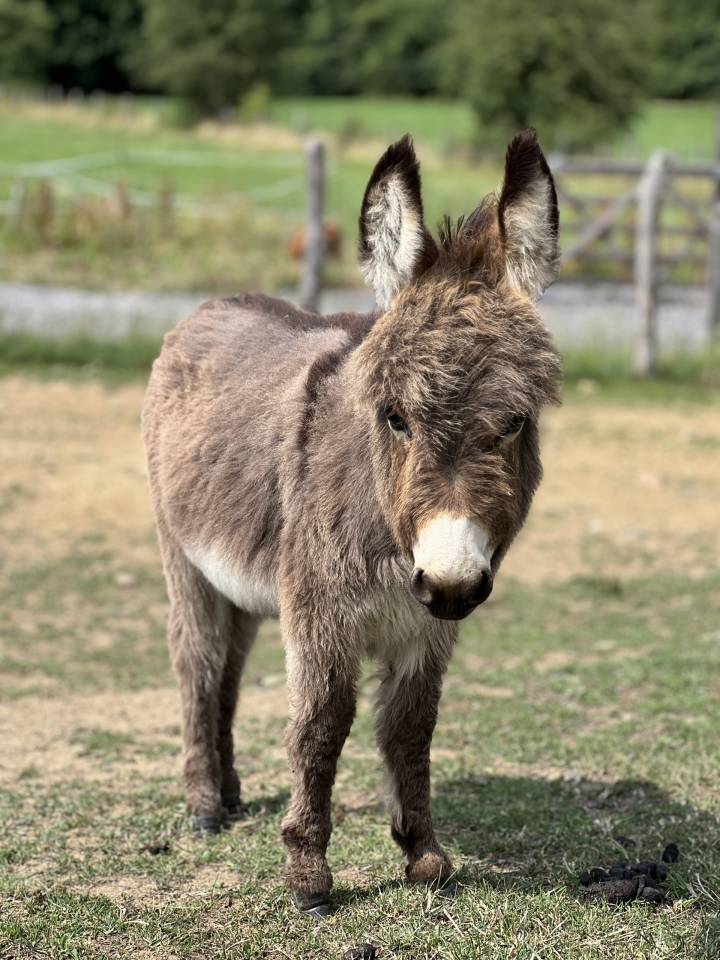 Anons miniatures et micro miniatures à réserver pr 2025