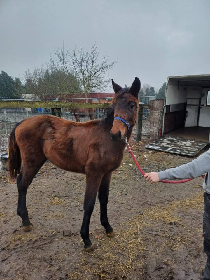 a vendre pouliche de 17 mois de Commilf'Oh