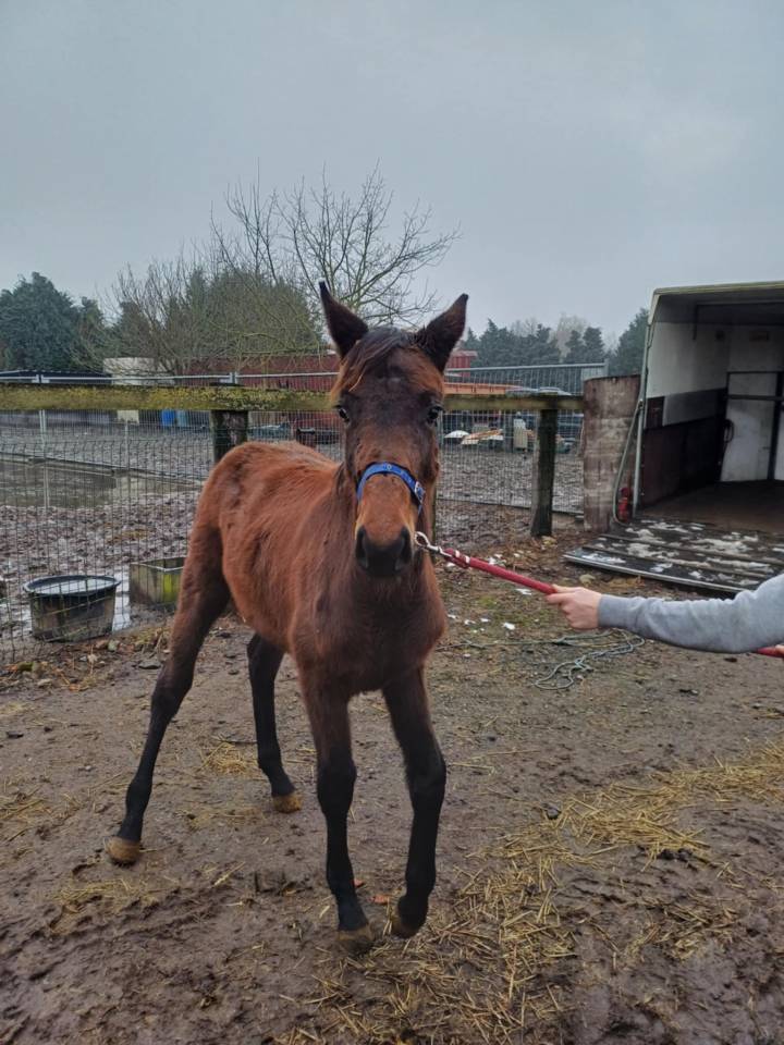 a vendre pouliche de 17 mois de Commilf'Oh