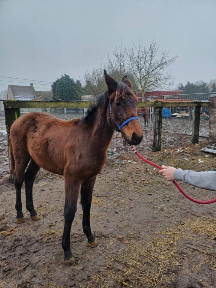 a vendre pouliche de 17 mois de Commilf'Oh