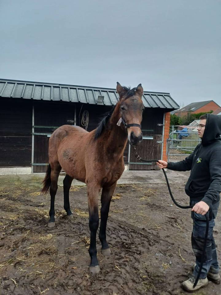 a vendre pouliche de 17 mois de Commilf'Oh