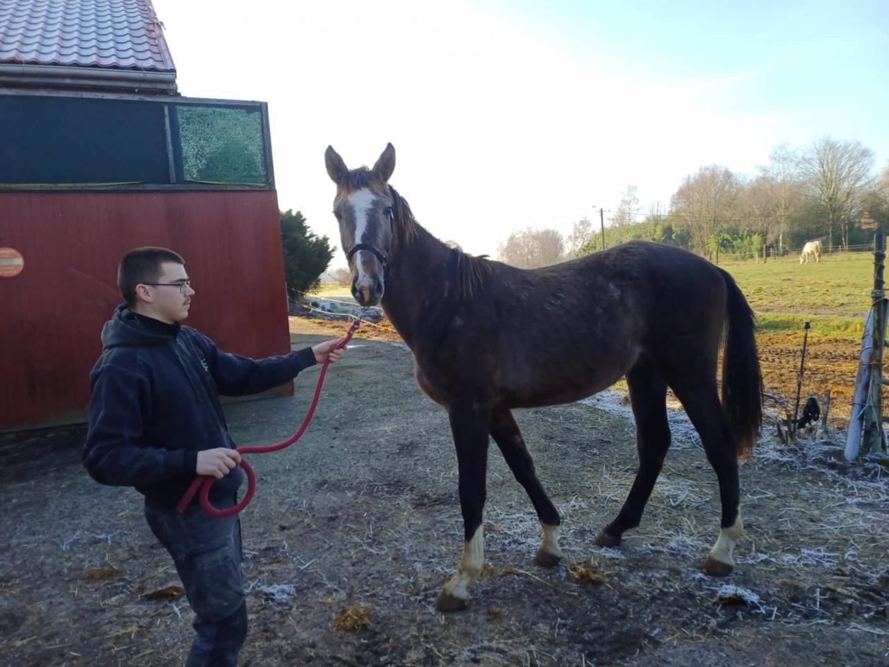 A vendre poulain de 2 ans de Chacco-White VENDU .VENDU