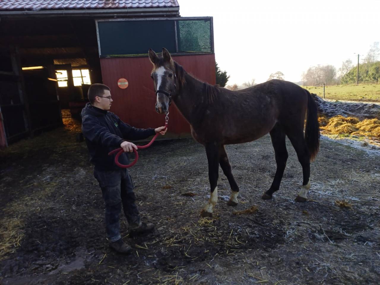 A vendre poulain de 2 ans de Chacco-White VENDU .VENDU