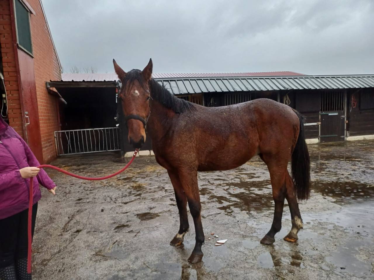 A vendre cheval entier de 2,5 ans CSO