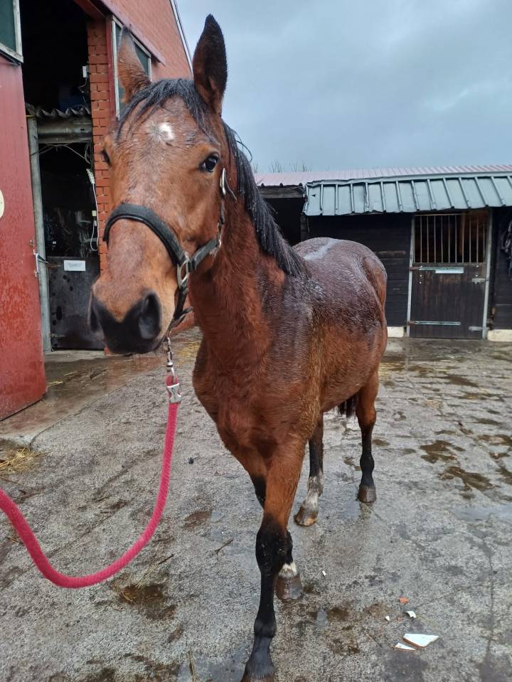 A vendre cheval entier de 2,5 ans CSO