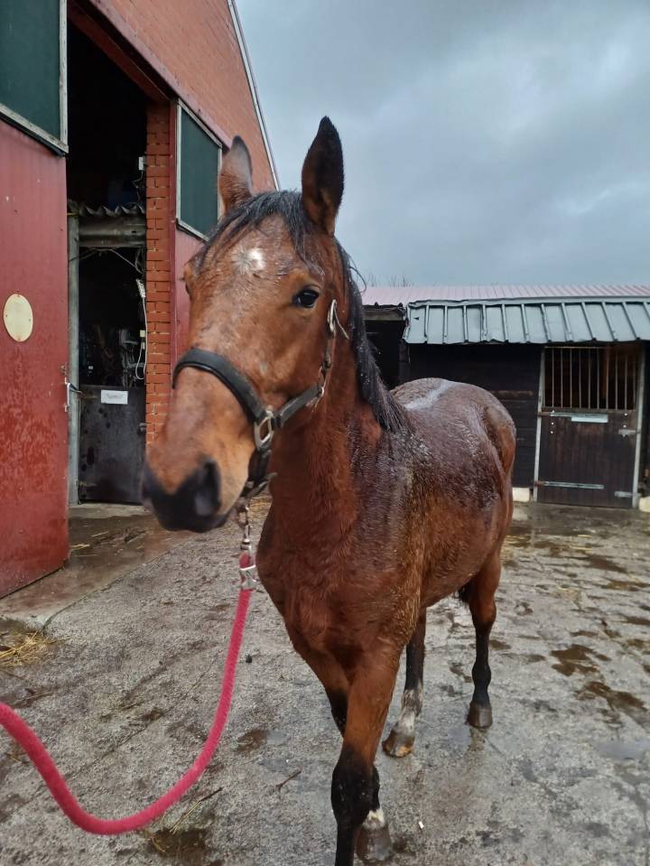 A vendre cheval entier de 2,5 ans CSO