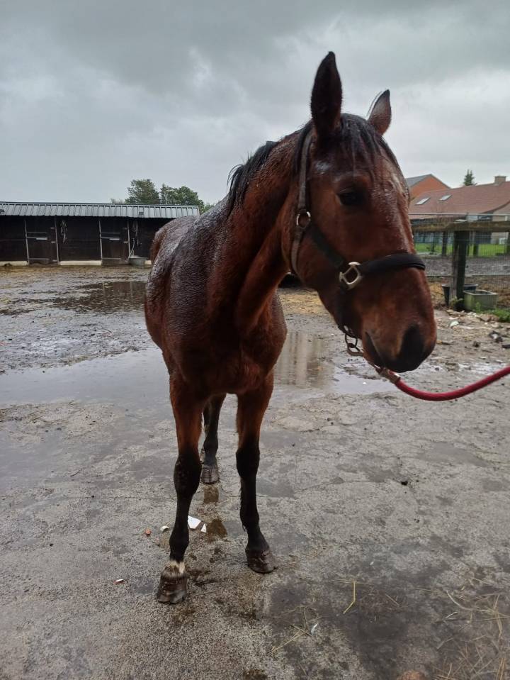A vendre cheval entier de 2,5 ans CSO