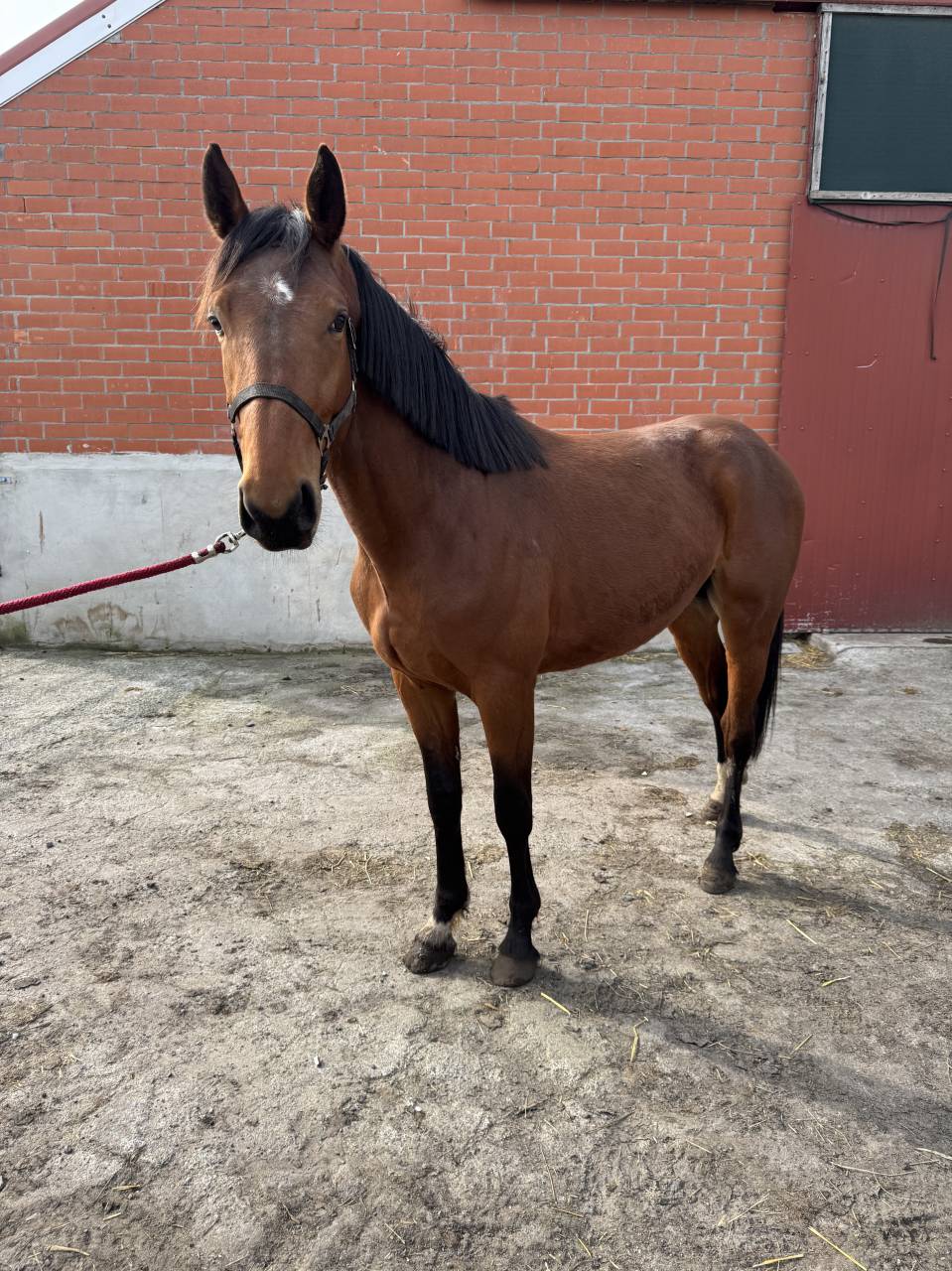 A vendre cheval entier de 3 ans CSO