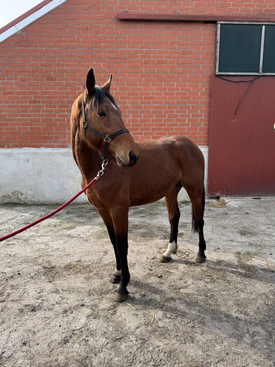 A vendre cheval entier de 3 ans CSO