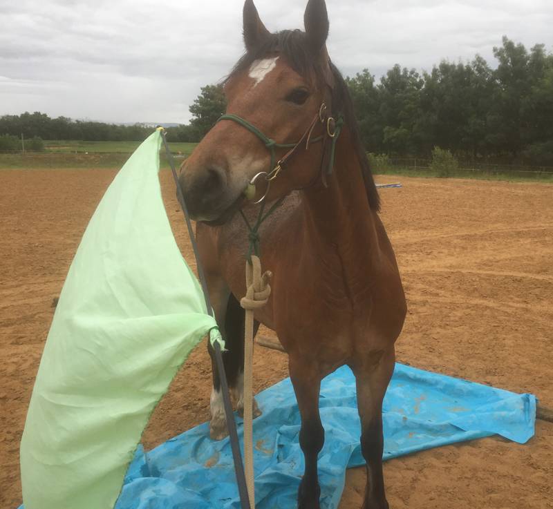 Stage formation aux savoirs en &eacute;quitation &eacute;thologique