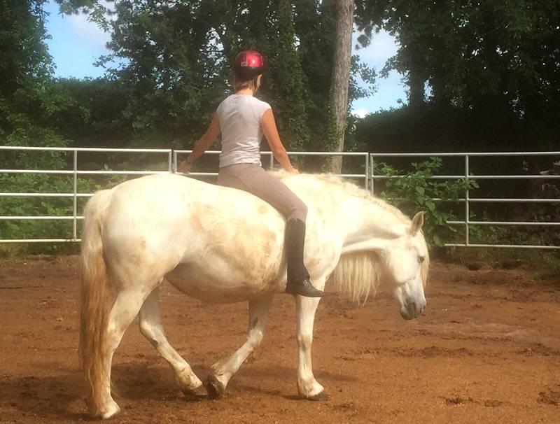 Stage formation aux savoirs en &eacute;quitation &eacute;thologique