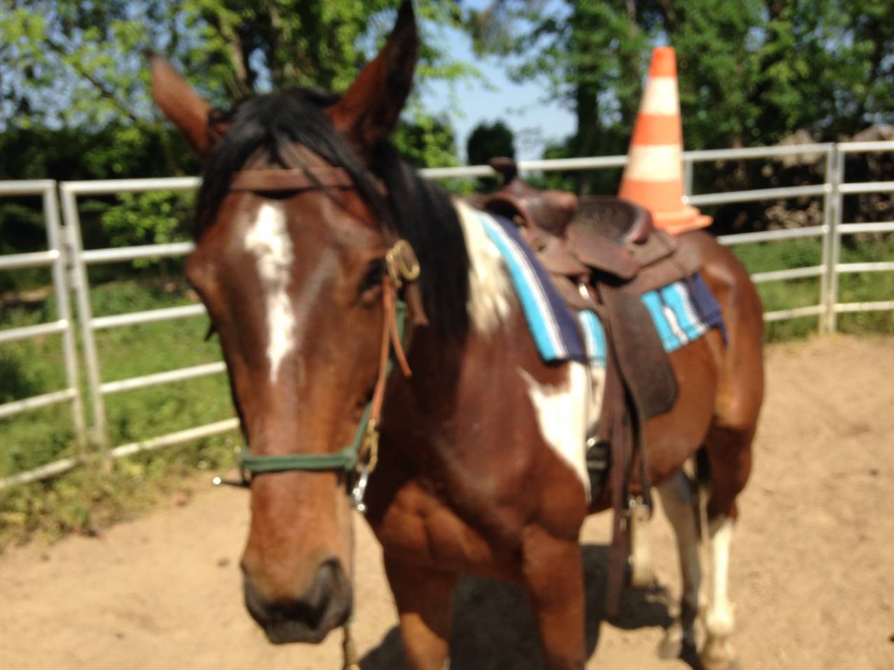 Stage formation aux savoirs en &eacute;quitation &eacute;thologique