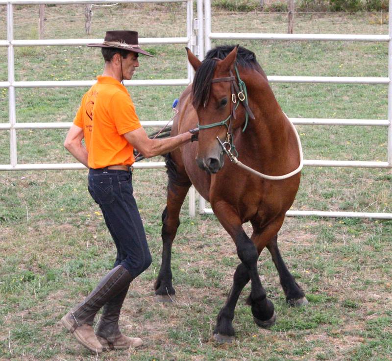 Stage formation aux savoirs en &eacute;quitation &eacute;thologique