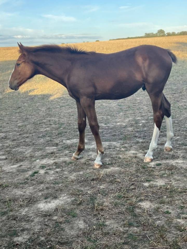 Poulain 2 ans SF par Jilbert van’t Ruytershof