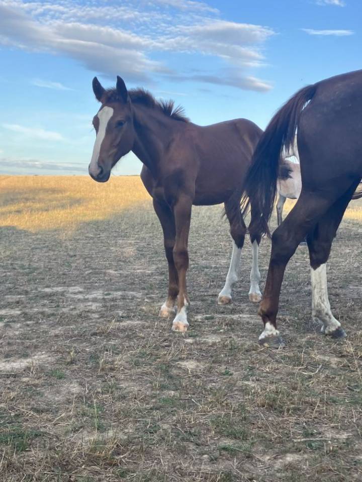 Poulain 2 ans SF par Jilbert van’t Ruytershof