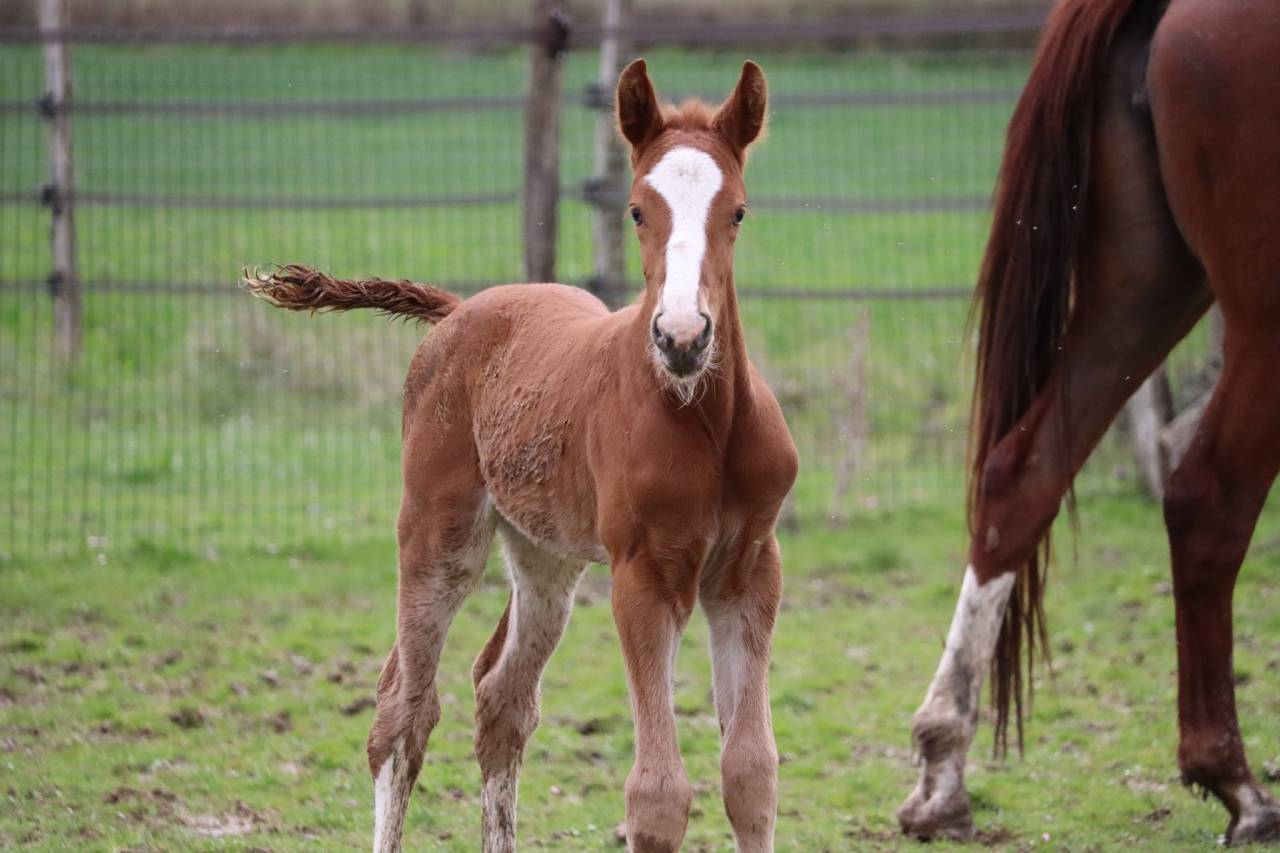 Poulain 2 ans SF par Jilbert van’t Ruytershof