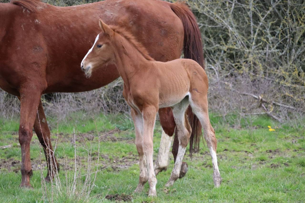 Poulain 2 ans SF par Jilbert van’t Ruytershof