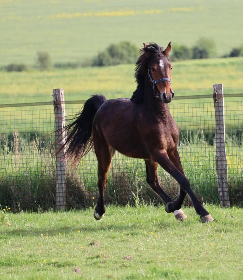 Hongre PFS 2 ans par Montbazillac du lin 