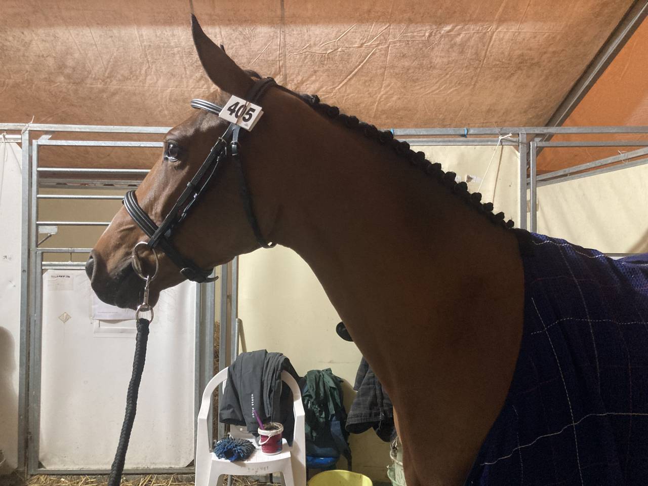 D&eacute;bourrage / R&eacute;&eacute;ducation   Cavali&egrave;re / groom     77