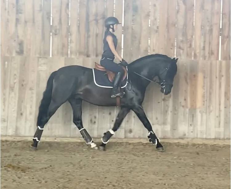 D&eacute;bourrage / R&eacute;&eacute;ducation   Cavali&egrave;re / groom     77