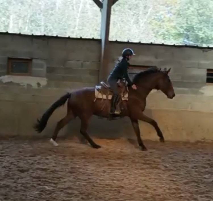 D&eacute;bourrage / R&eacute;&eacute;ducation   Cavali&egrave;re / groom     77