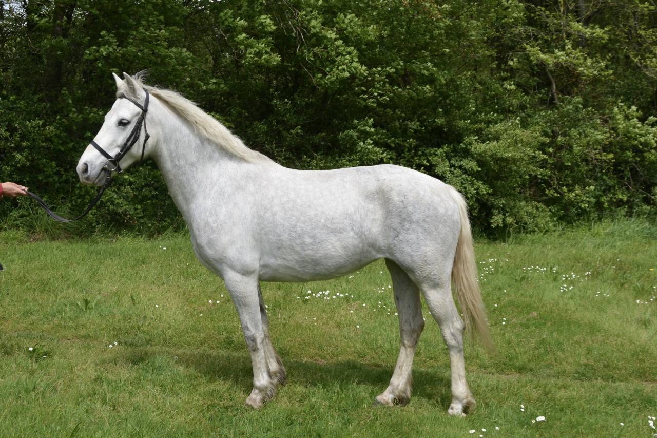 PONETTE PAR IDEFiX DU VILLON