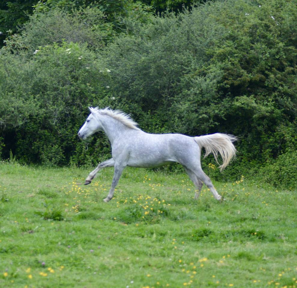 PONETTE PAR IDEFiX DU VILLON