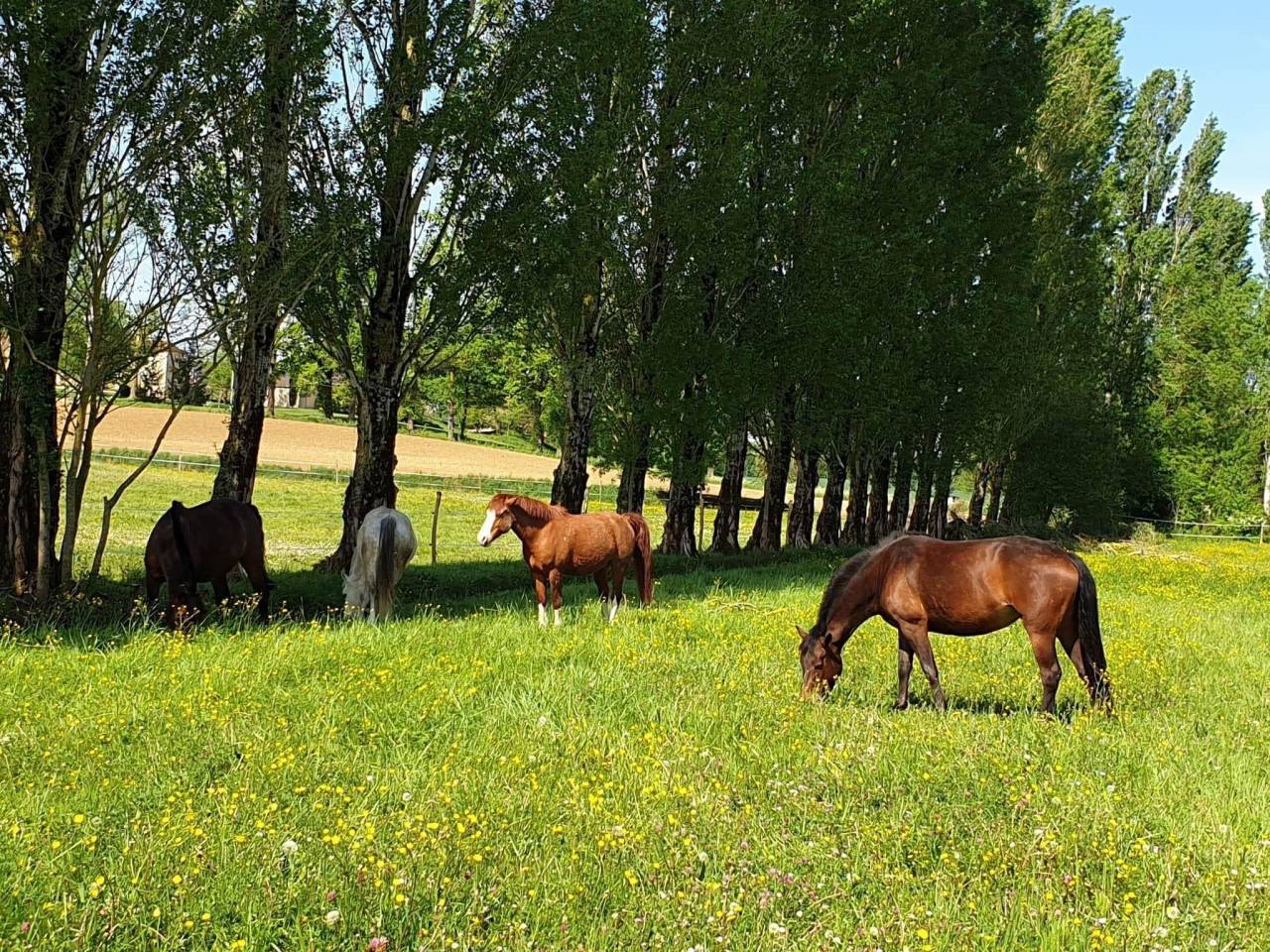 Structure équestre de 20ha dans le Lot-et-Garonne (47)
