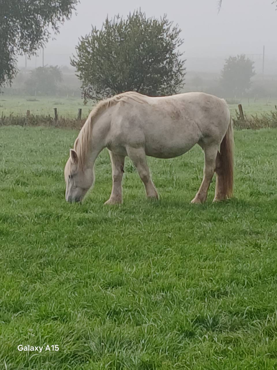 Pension pour anes poney chevaux a la ferme 