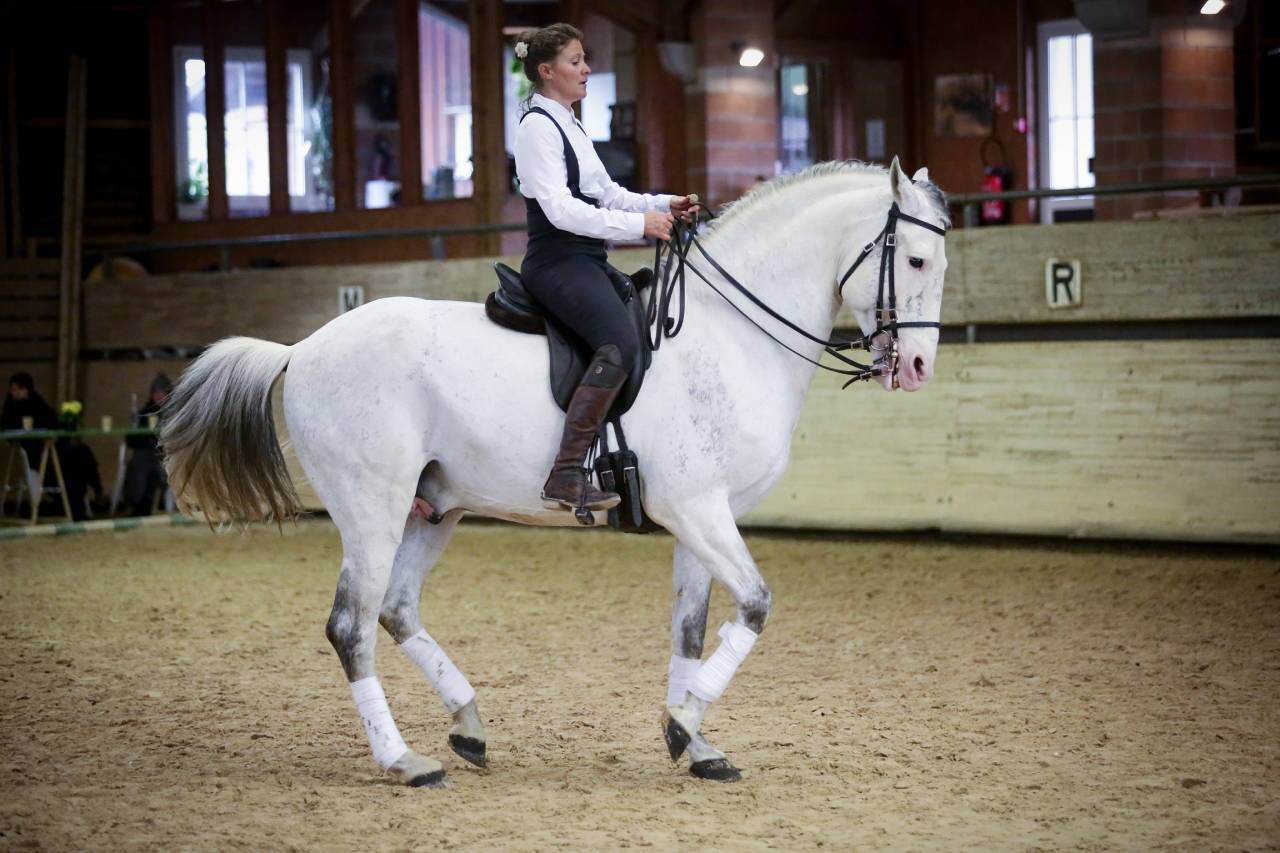 Stage personnalisé d'équitation classique