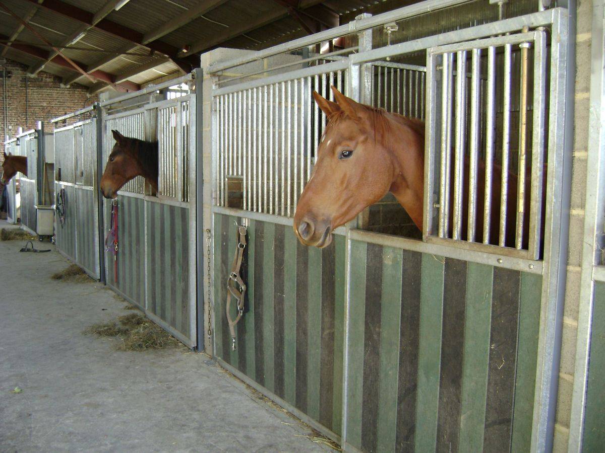 PENSION RETRAITE CHEVAL