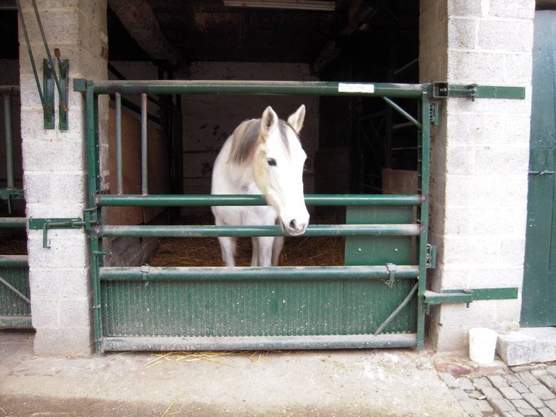 PENSION RETRAITE CHEVAL