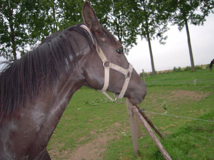 PENSION RETRAITE CHEVAL