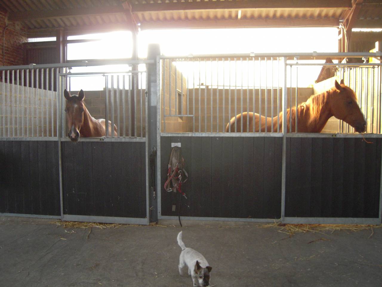 PENSION RETRAITE CHEVAL