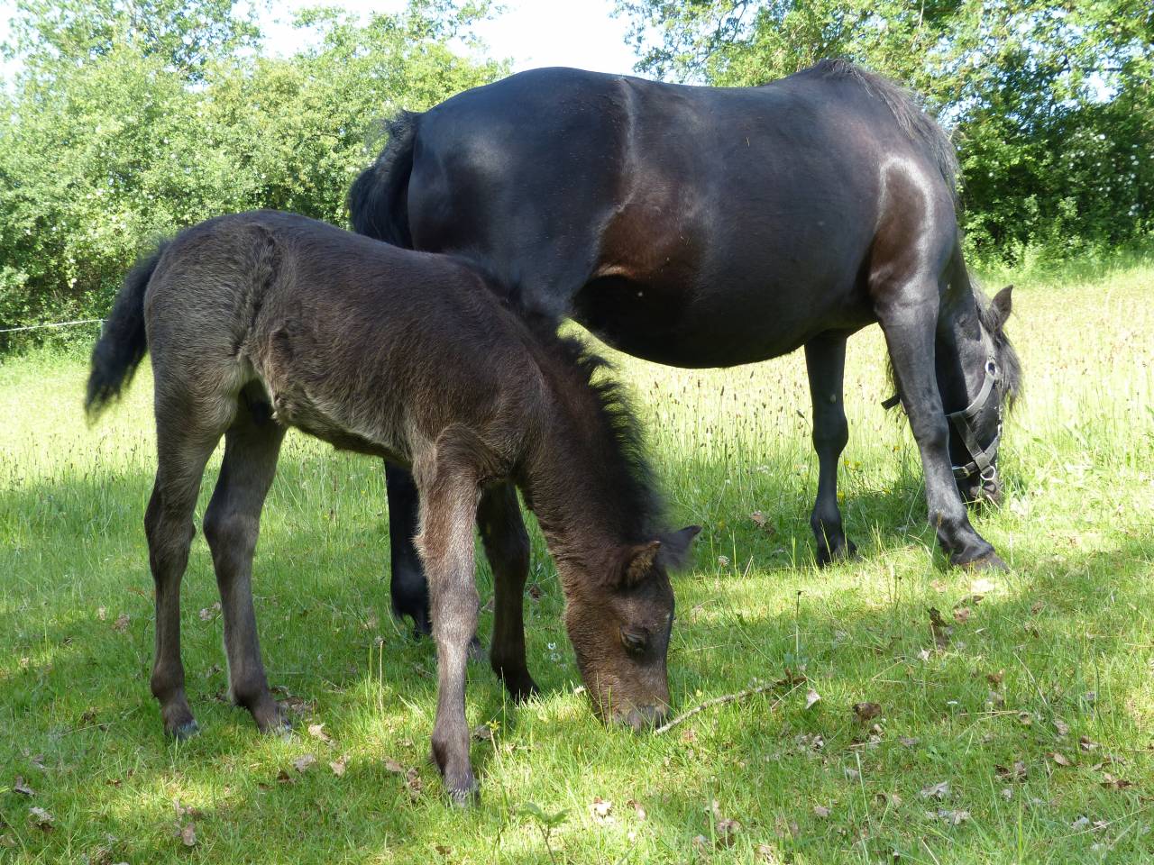 BLUEBERRY HILL SQUARE  étalon Dartmoor approuvé en 2013