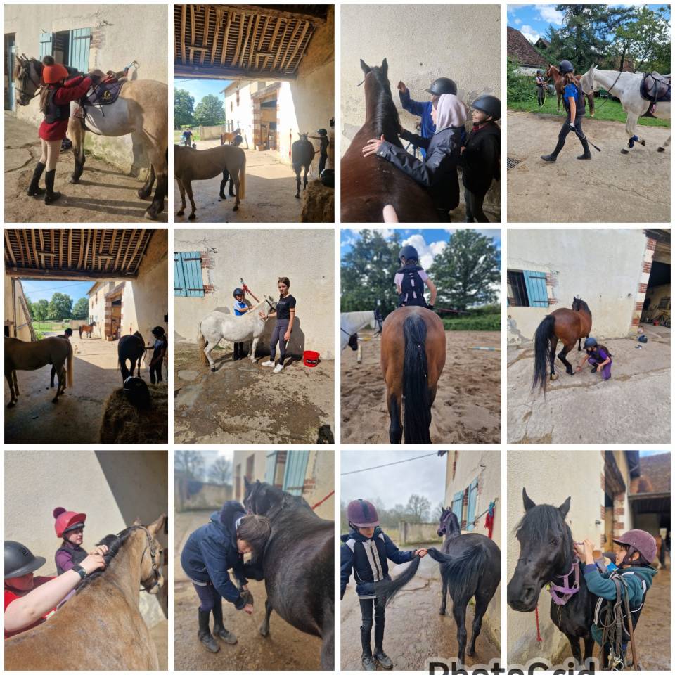 Stages Anglais Poney en France chez les Gateau Stables 