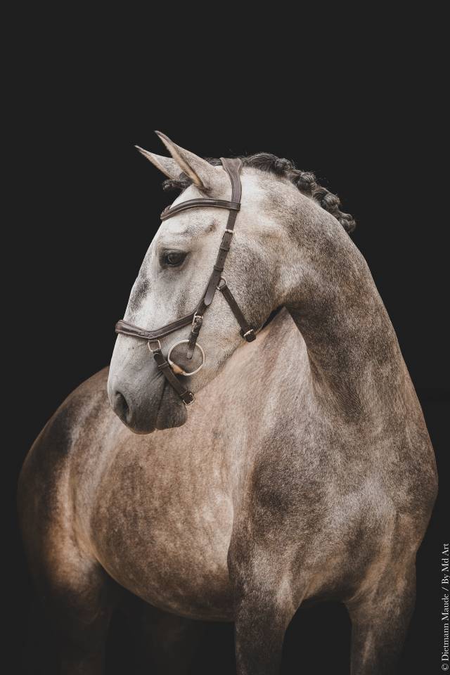 CHEVAL LUSITANIEN 
