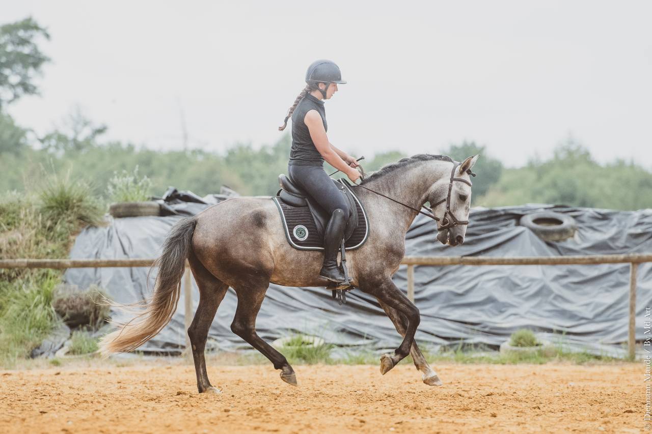 CHEVAL LUSITANIEN 