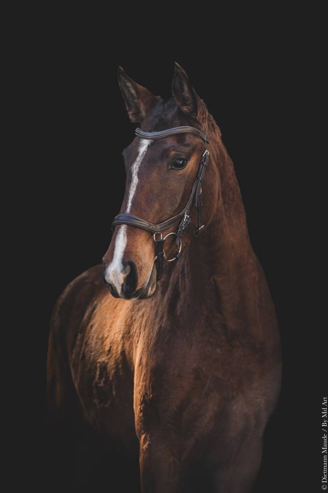 CHEVAL LUSITANIEN 
