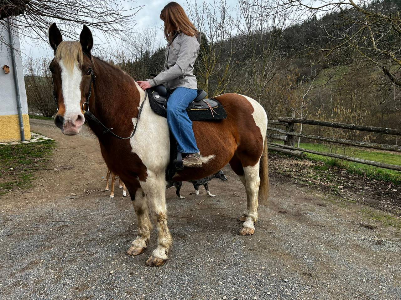 Chevaux de Loisirs à louer